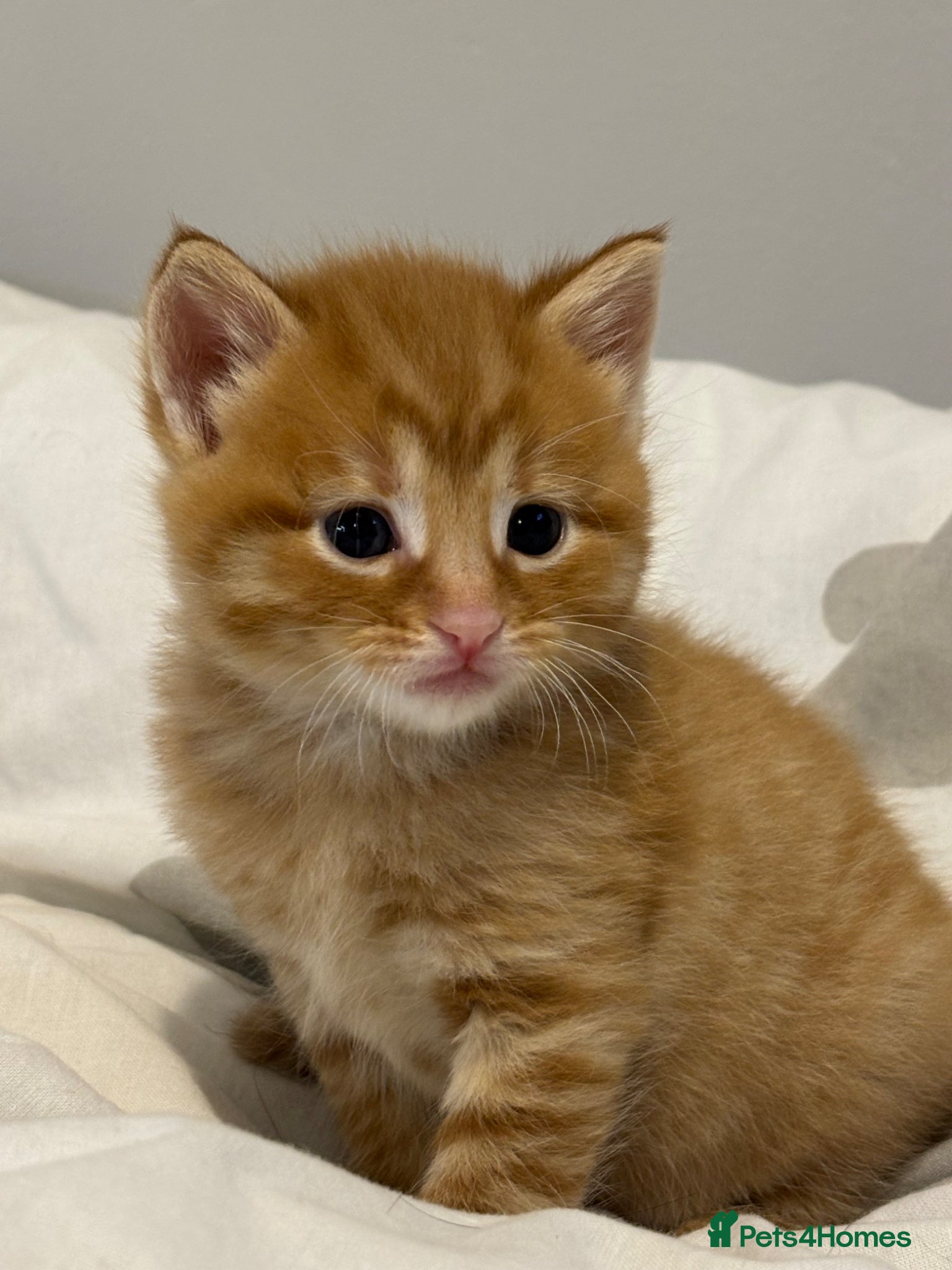 Mixed Breed cats Ginger male kittens  - Advert 1