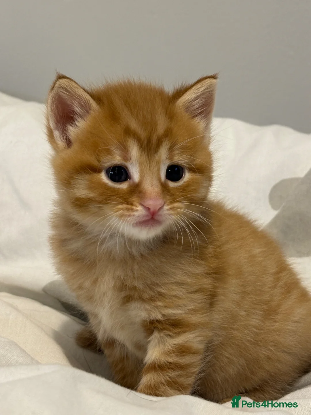 Mixed Breed cats for sale: Ginger male kittens  - Advert 1