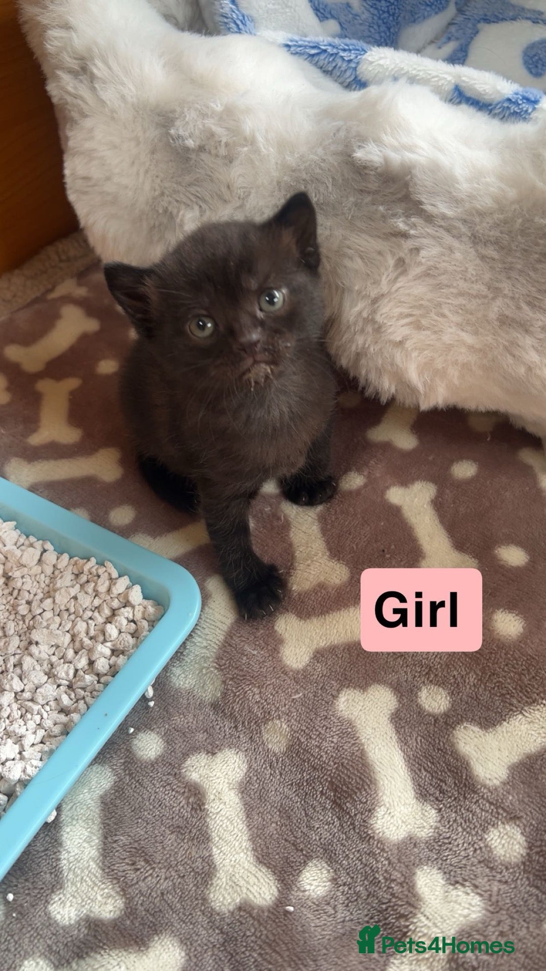 Mixed Breed cats for sale: Last kitten BSH and Maine coon mix - Advert 6