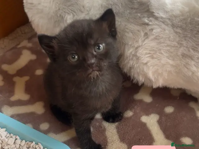 Mixed Breed cats for sale: Last kitten BSH and Maine coon mix - Advert 6