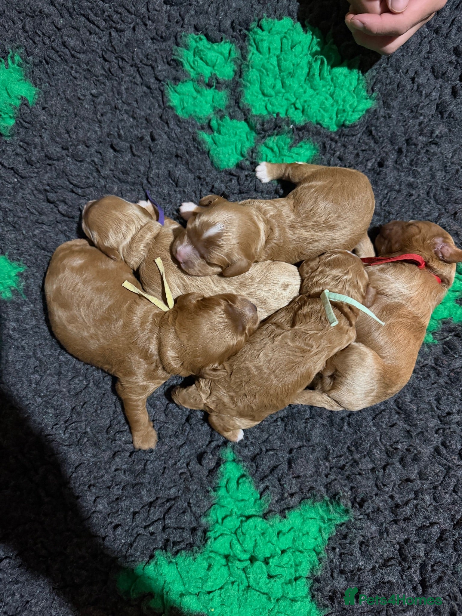Cavapoo dogs F1 Cavapoo Puppies  - Advert 1