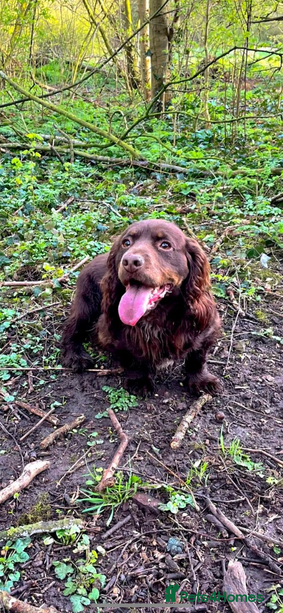 Cocker Spaniel dogs for stud: Fully Health tested Choc and tan working cocker. in Market Drayton - Advert 3
