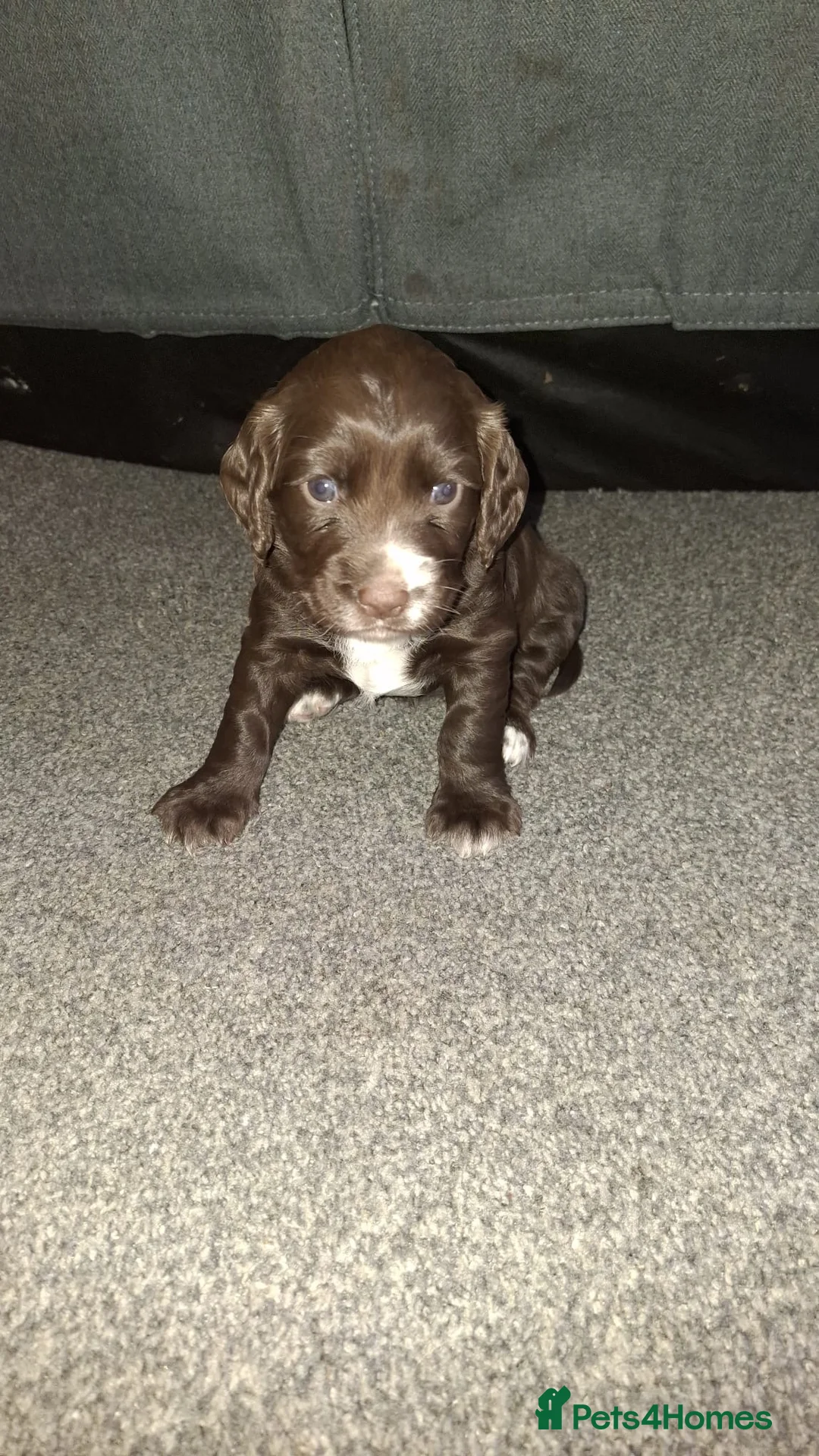 Cocker Spaniel dogs for sale: Cocker spaniel bitches  in Redcar - Advert 10