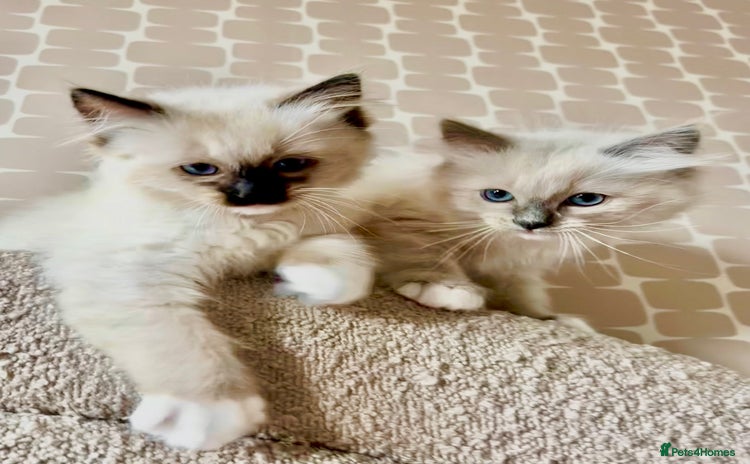 Ragdoll cats - Advert 6