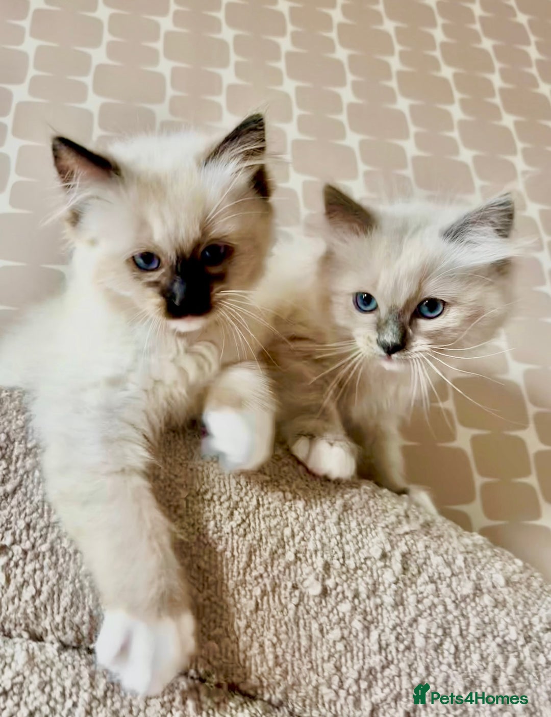 Ragdoll cats for sale: Pedigree Ragdoll Kittens seeking loving homes 🧡 - Image 1