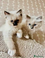 Ragdoll cats - Advert 7