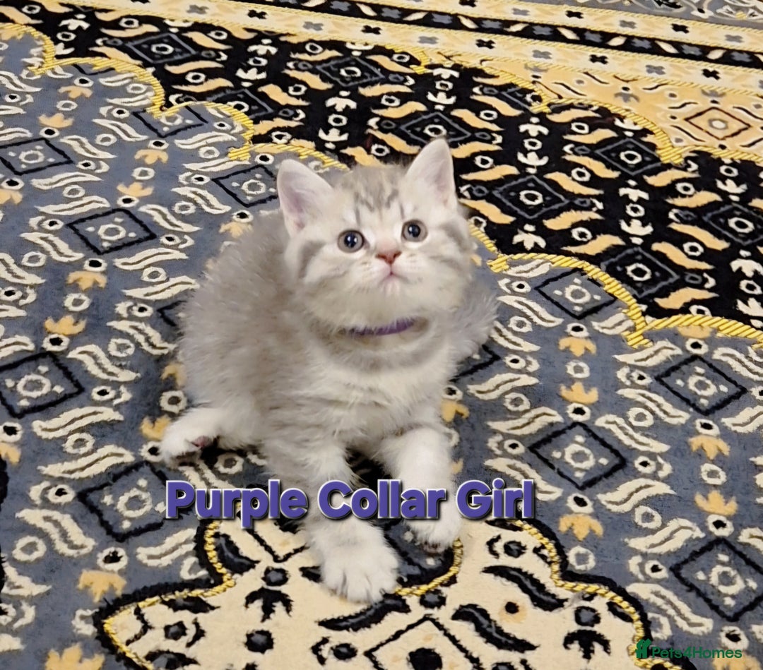 British Shorthair cats for sale: Beautiful BSH Kittens - Image 6