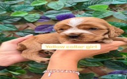 Cocker Spaniel dogs for sale: SUPERB SHOW TYPE COCKER SPANIEL PUPPIES  - Image 3
