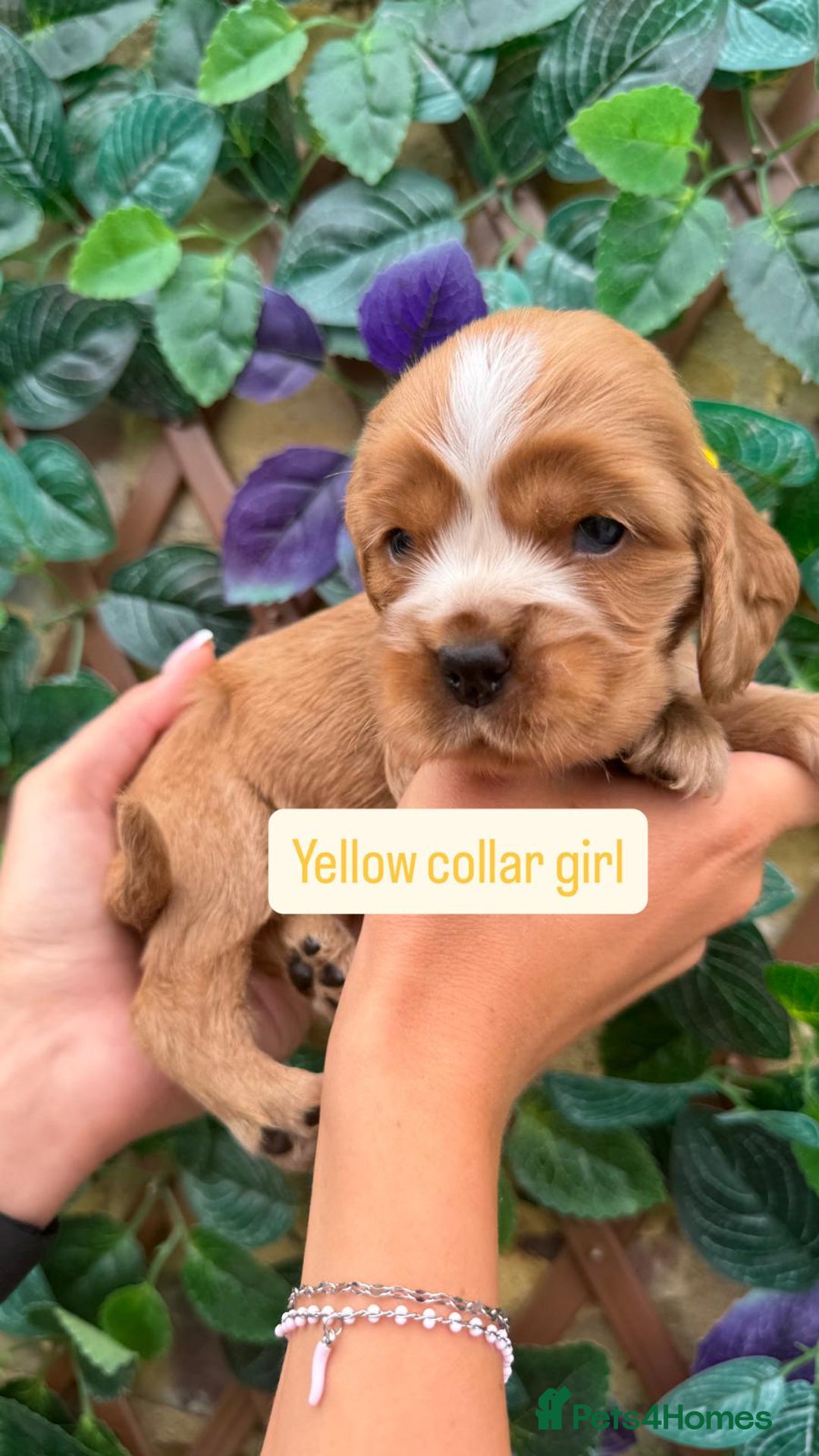 Cocker Spaniel dogs for sale: SUPERB SHOW TYPE COCKER SPANIEL PUPPIES  - Image 3