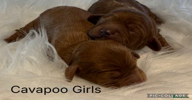Cavapoo dogs - Advert 1