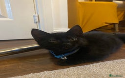 Bombay cats for sale: cats  - Image 3