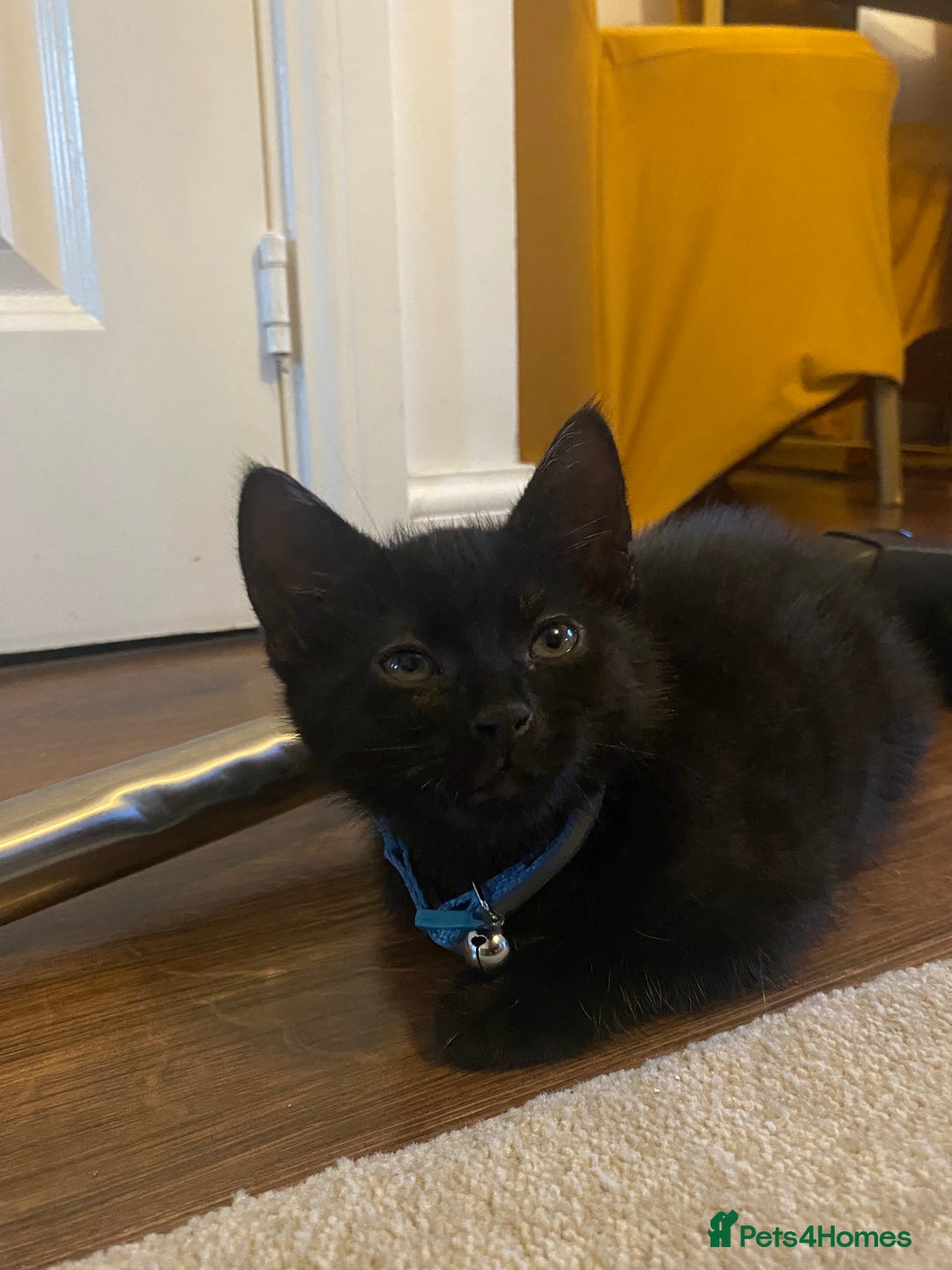 Bombay cats for sale: cats  - Image 3
