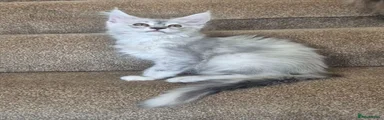 Maine Coon 1