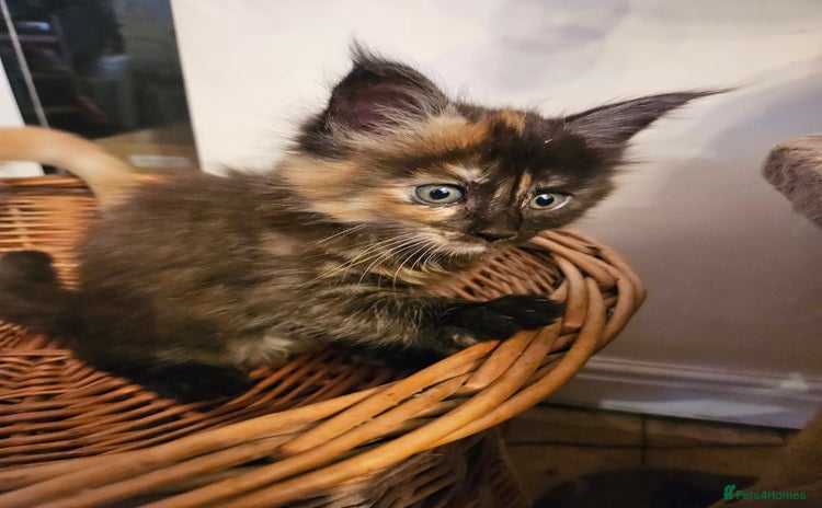 Maine Coon cats - Advert 2