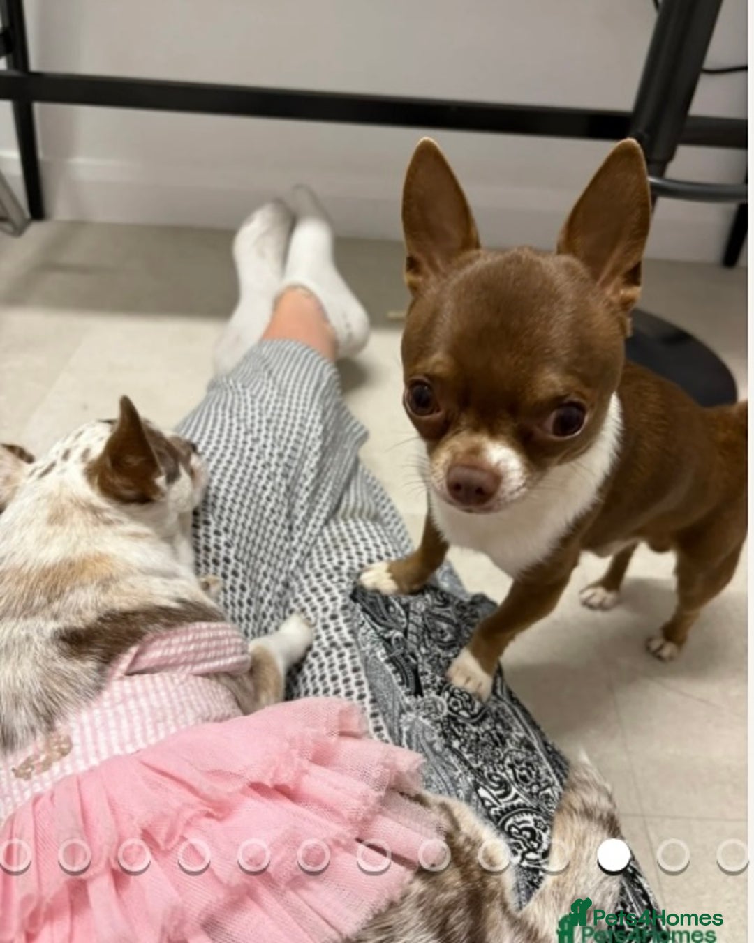 Chihuahua dogs for sale: 🐶 xxs Stunning pure chihuahua pups 🐶 - Image 6
