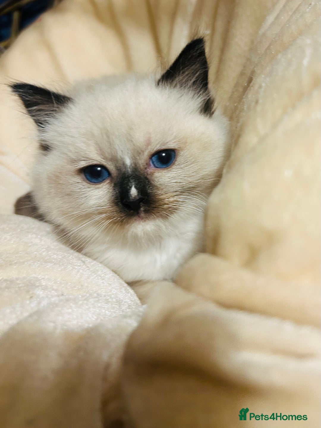 Ragdoll cats for sale: Cute little Ragdoll kittens for sale 💕🐱🐱 - Advert 2