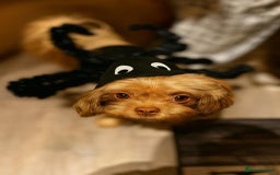 Shih Tzu dogs for stud: Stud shihtzu  - Image 5