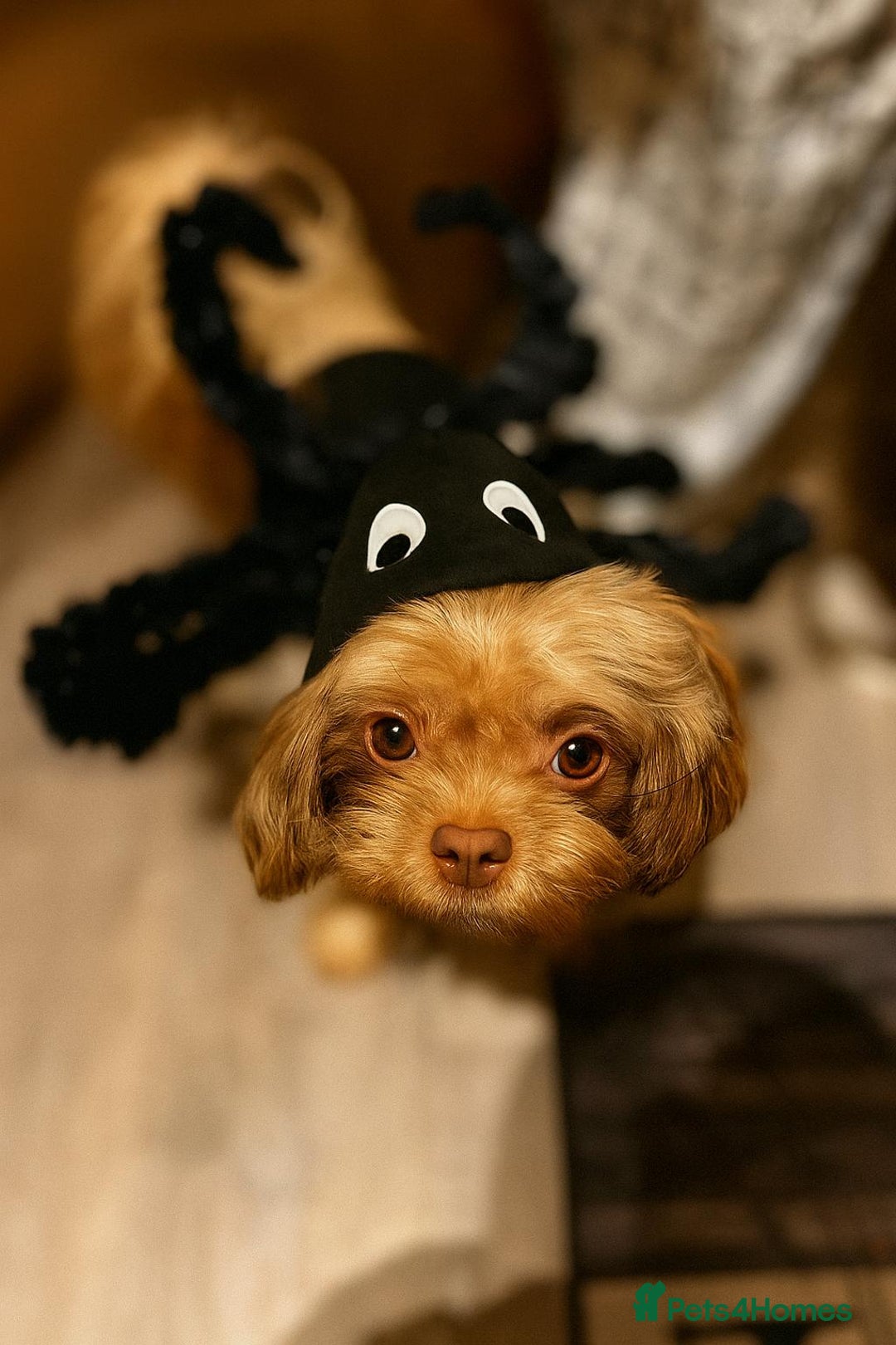 Shih Tzu dogs for stud: Stud shihtzu  - Image 5