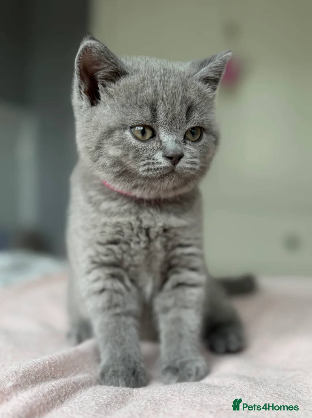 British Shorthair cats for sale: GCCF registered British Shorthair Kittens - Advert 10