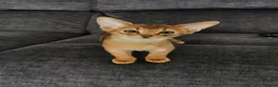 Abyssinian cats for sale: Beautiful Abyssinian Kitten ready for reservation  - Advert 14