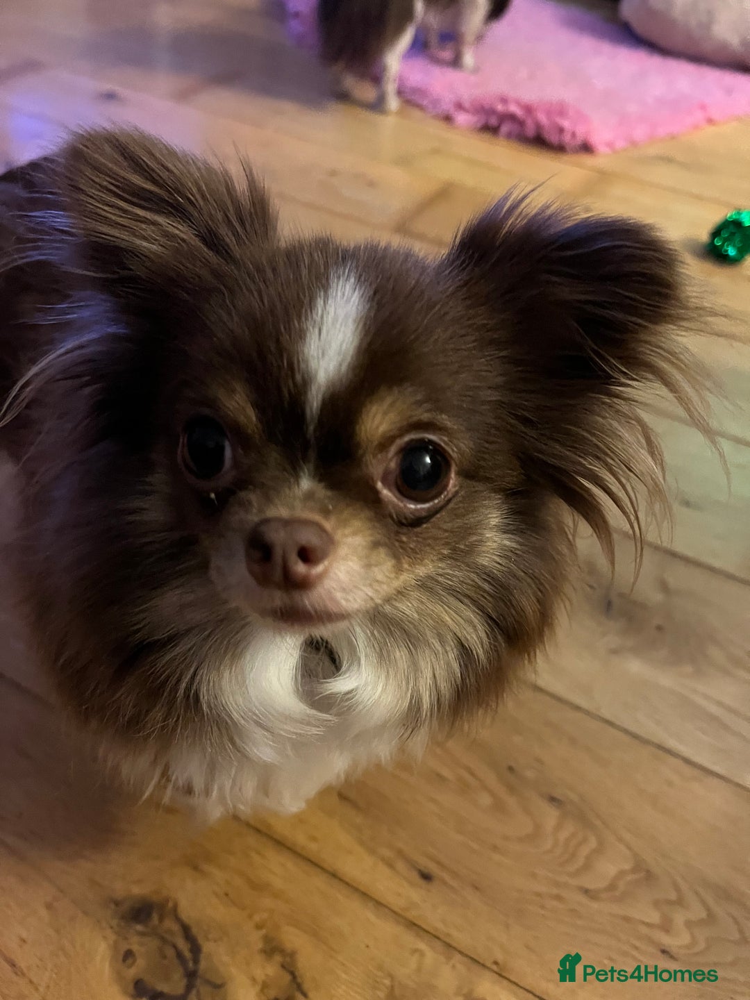 Chihuahua dogs for sale: Beautiful Longcoat Chocolate Chihuahuas - Advert 6
