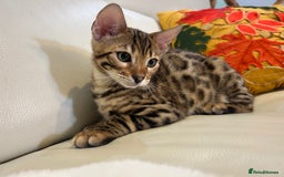 Bengal cats for sale: Bangal Kittens  - Image 9