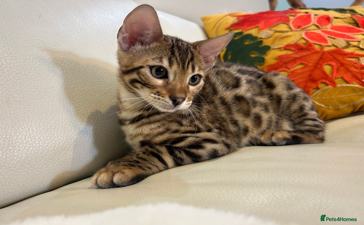 Bengal cats - Advert 4