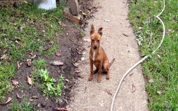 Miniature Pinscher dogs for stud: Beautiful Miniature Pinscher STUD dog - Image 3