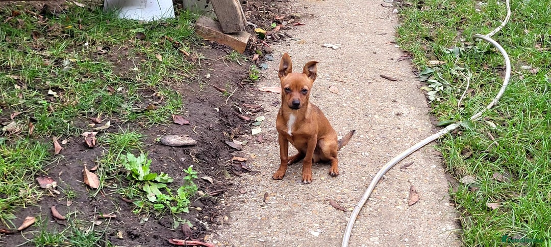 Miniature Pinscher dogs for stud: Beautiful Miniature Pinscher STUD dog - Image 3