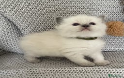 Ragdoll cats for sale: GCCF Ragdoll Kittens - Image 13