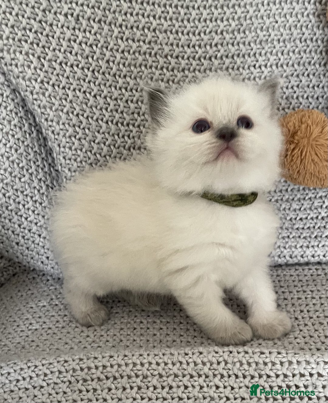 Ragdoll cats for sale: GCCF Ragdoll Kittens - Image 13