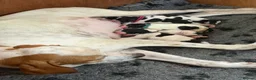 Pointer dogs for sale: An outstanding litter of pointers. in Hereford - Advert 12
