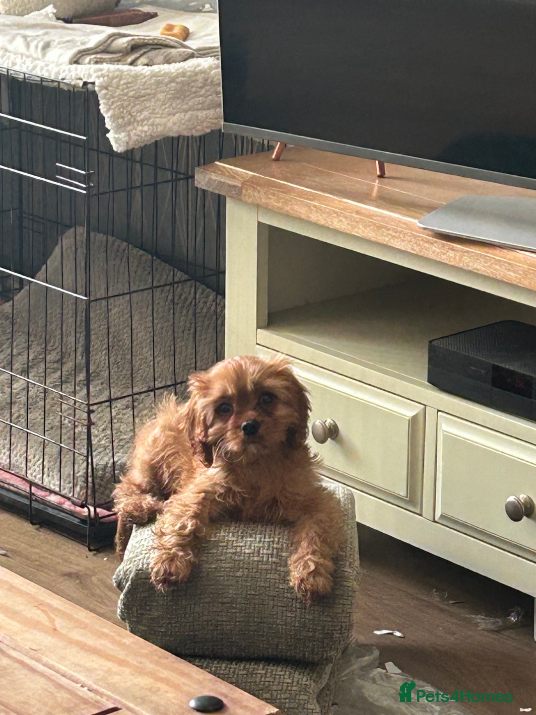 Cavalier King Charles Spaniel dogs for sale: Cavalier King Charles male kc reg - Advert 4