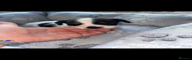 Jack Russell 2