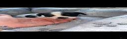 Jack Russell dogs for sale: Hayley smith - Advert 12