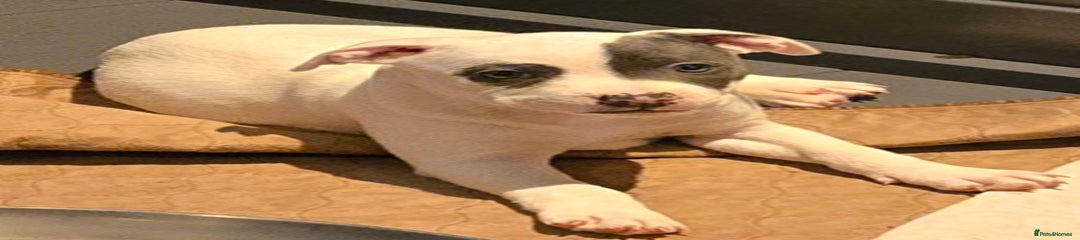 LOLA - White Blue Pied - Solid White -  Both Eyes Blue Patches
