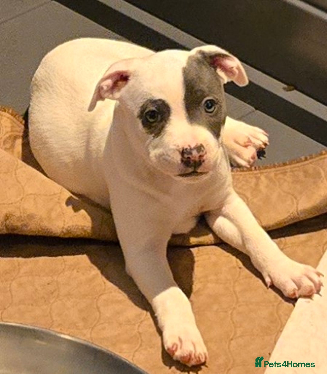 Staffordshire Bull Terrier dogs for sale: VERY RARE TOP QUALITY WHITE BLUE PIED STAFFORD BOY - Image 12