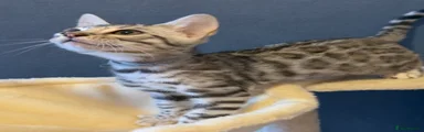 Bengal 1