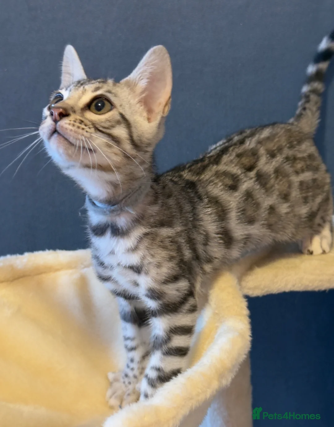 Bengal cats for sale: Bengal kittens - Advert 1
