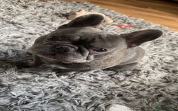 French Bulldog dogs for sale: French bulldog pups  - Image 22