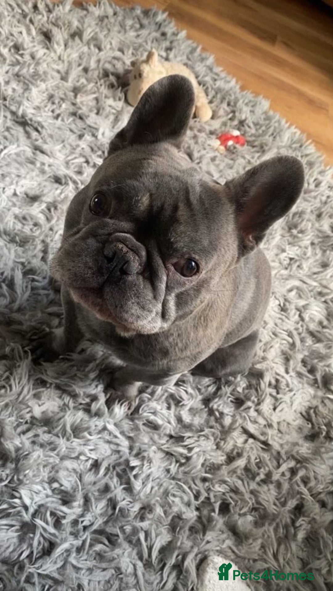 French Bulldog dogs for sale: French bulldog pups  - Image 22