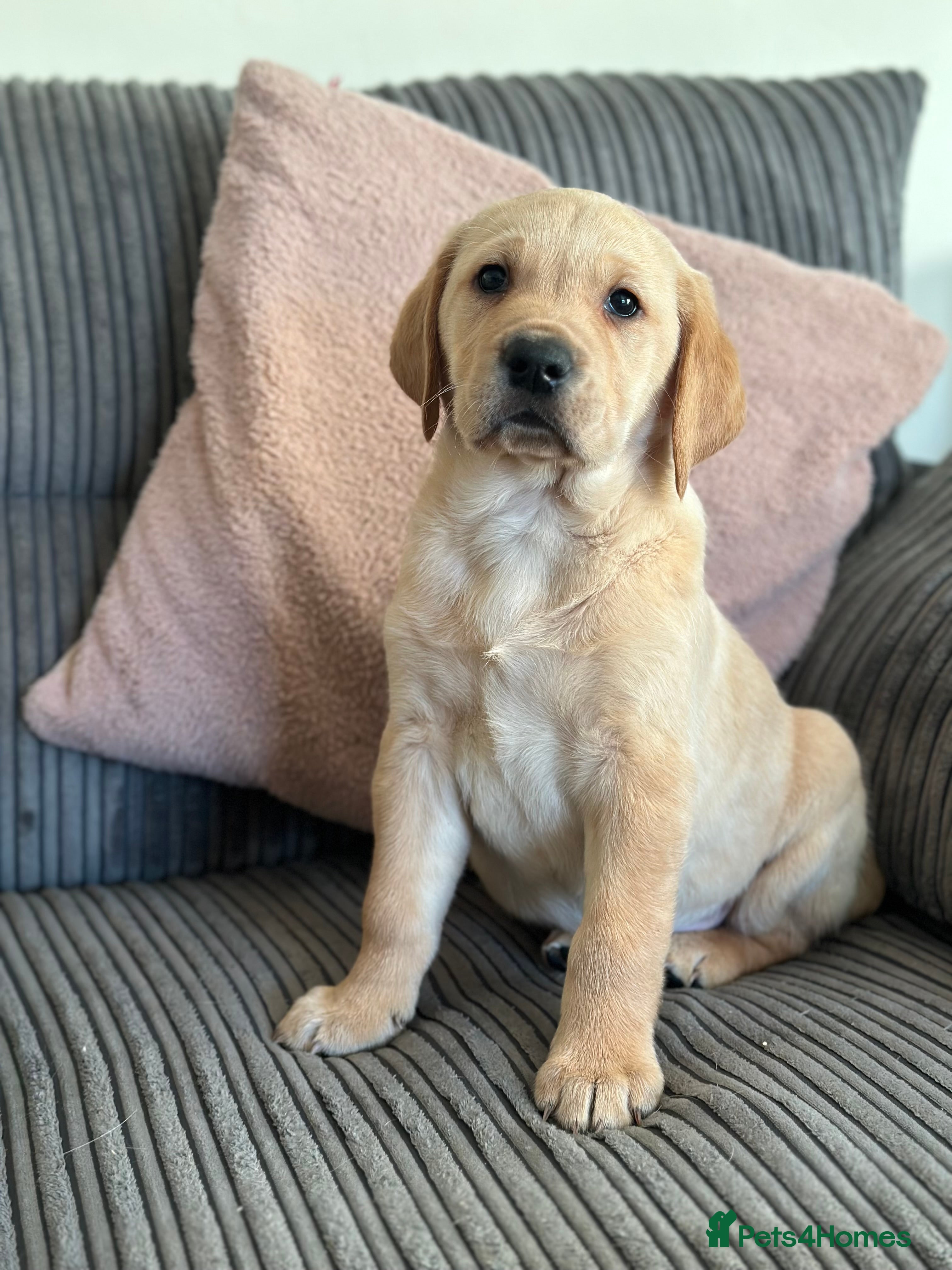 Golden Retriever dogs Friendly happy healthy, stunning puppies  - Advert 5