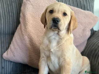 Golden Retriever dogs Friendly happy healthy, stunning puppies - Advert 5