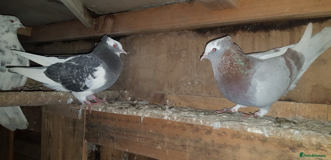 Pigeons birds for sale: Fantails and Iranian pigeons  - Advert 17