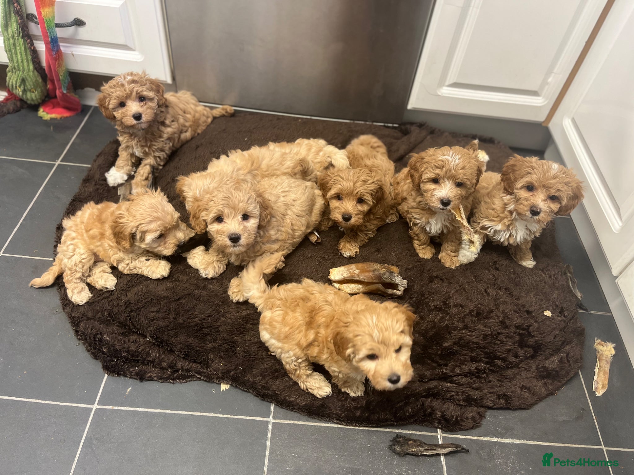 Maltipoo dogs BEAUTIFUL MALTIPOOS BOYS ONLY DNA CLEAR  - Advert 2