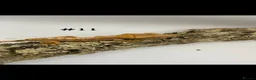 Gecko reptiles for sale: NEW Adult + Juvenile Crested Geckos + Lilly Whites - Advert 22
