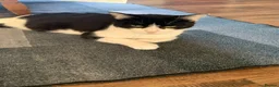 Mixed Breed cats for sale: Adorable kittens  - Advert 22