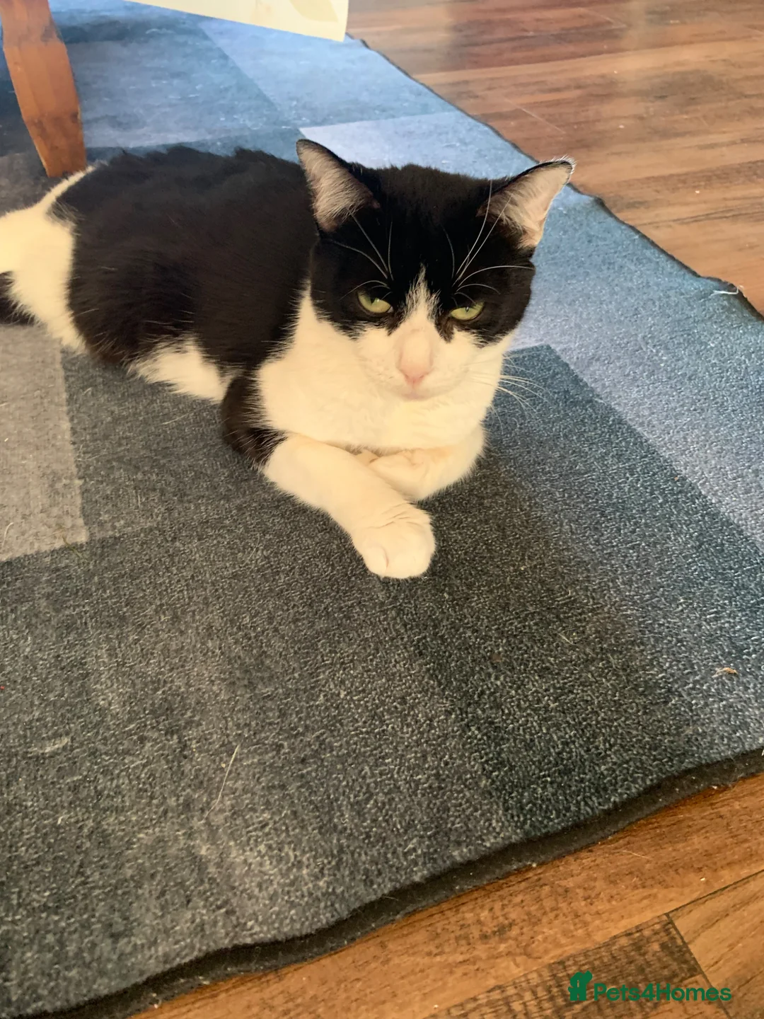 Mixed Breed cats for sale: Adorable kittens  - Advert 22