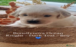 Golden Retriever dogs for sale: Kc Registered Golden retrievers puppies 🐶 - Image 9