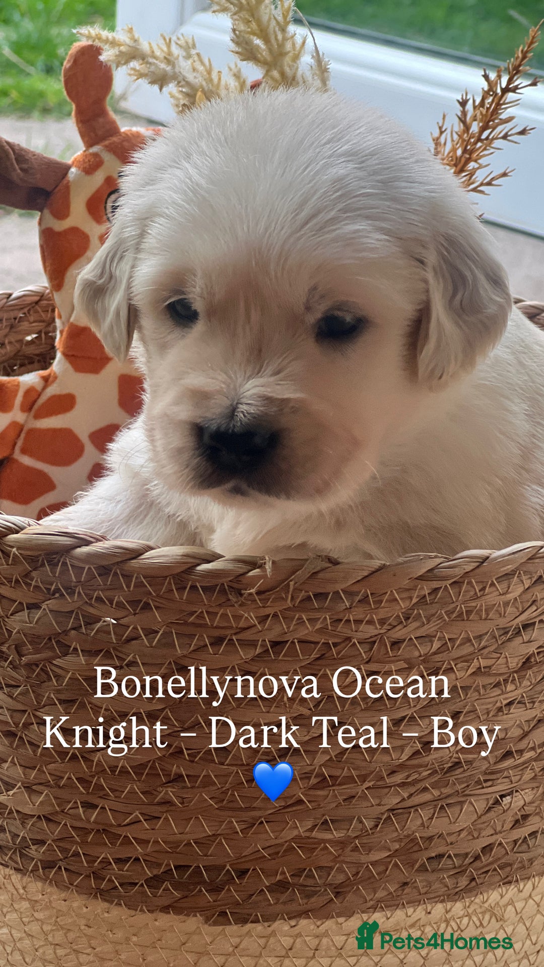 Golden Retriever dogs for sale: Kc Registered Golden retrievers puppies 🐶 - Image 9